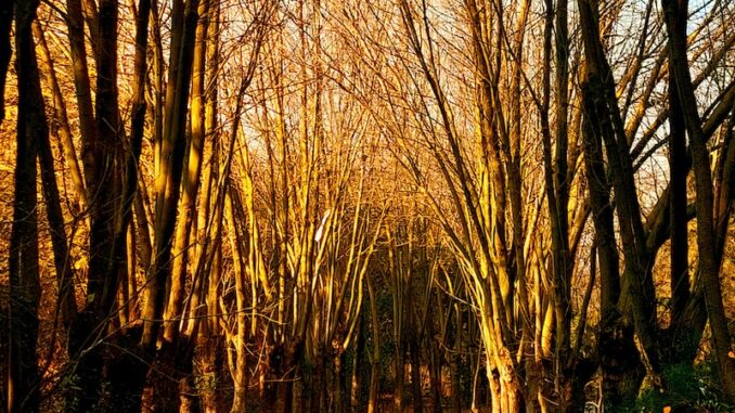 uploaded-image-psikoloji-bagimlilik-ve-madde-kullanim-bozukluklari-1697881040269